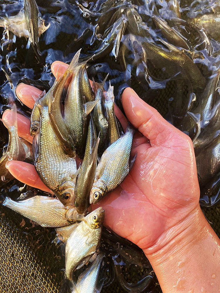 淡水鳊鱼苗活体三角鲂鱼团头鲂鱼三角边鱼沙边鱼养殖冷水 【】3-4cm12