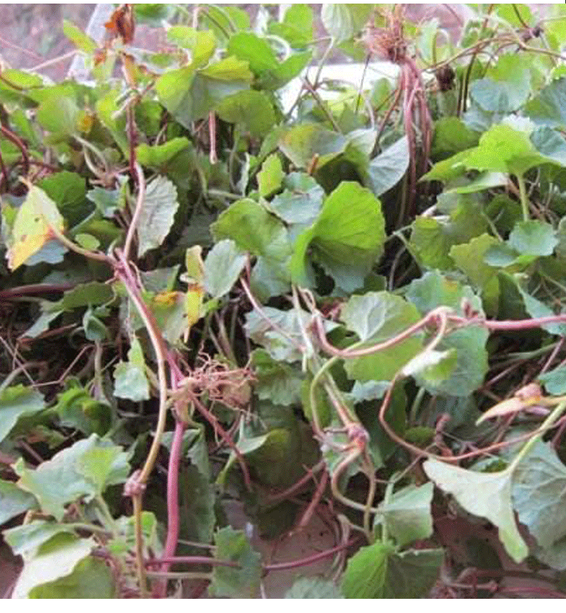 676565野生新鲜晒干雷公根崩大碗偏远山区野生积雪草 精选250克