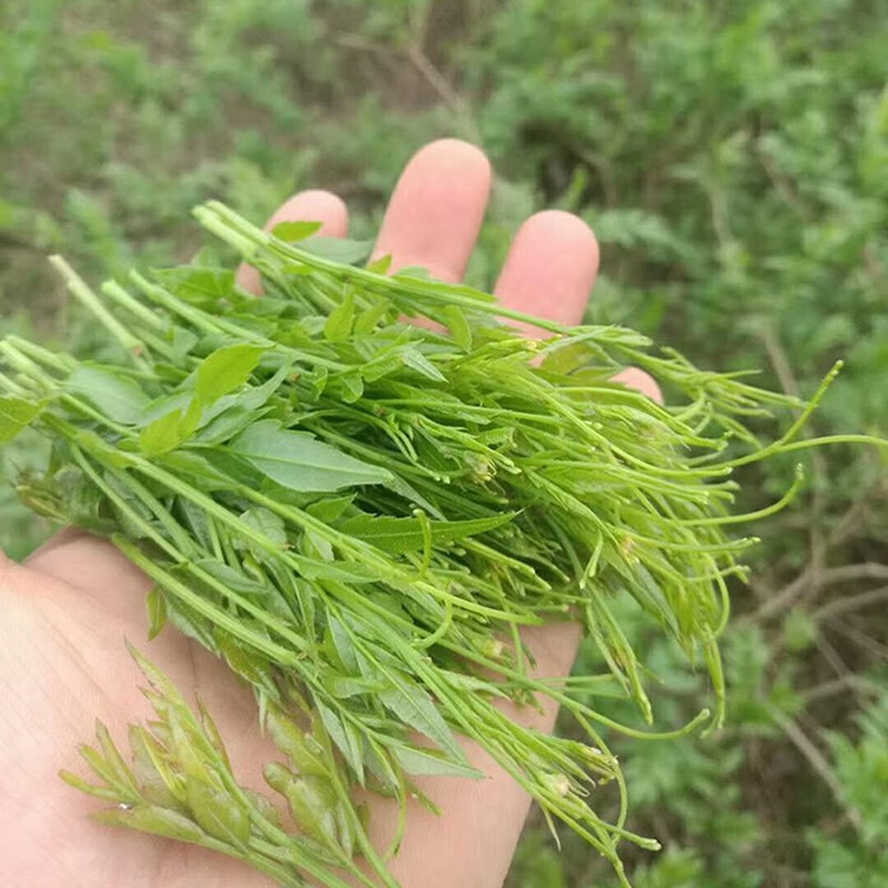 霄青竹 張家界野生莓茶龍鬚藤茶級特嫩芽茅巖滕茶土家黴茶顯齒蛇葡萄