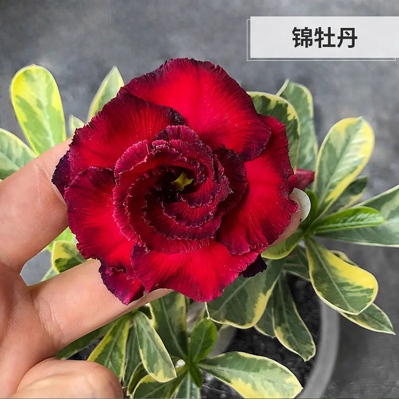 重瓣沙漠玫瑰多年生老桩四季好养盆栽开花绿植养不死耐旱花卉多肉