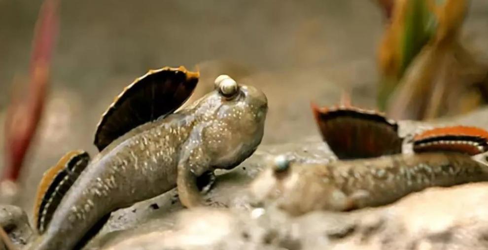 天弗跳跳鱼宠物弹涂鱼红鳍观赏滩涂红树林生态 6-8cm红鳍跳鱼3条