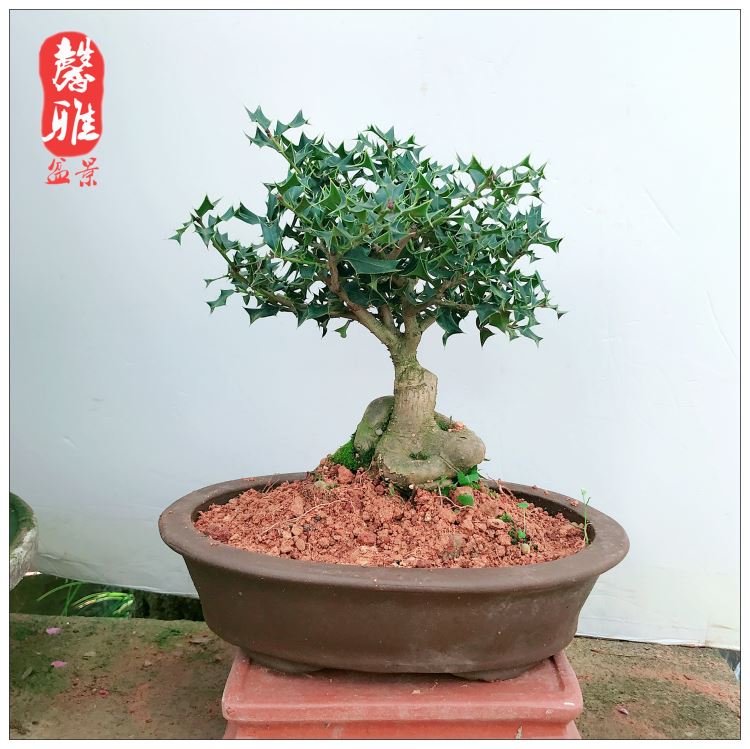 原生微型小叶枸骨盆景猫儿刺枸骨盆栽桌面绿植耐寒实物327带盆栽好