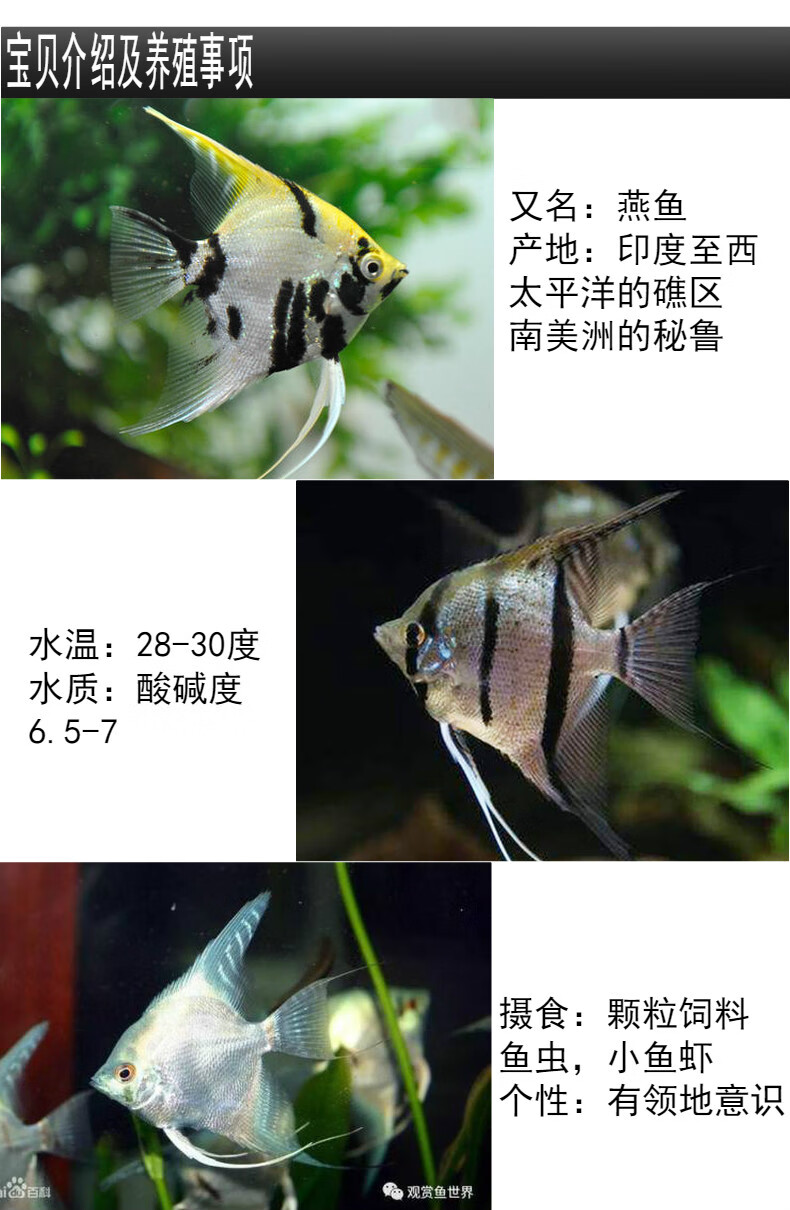 神仙鱼活体熊猫云石黑白神仙热带观赏鱼紫金砚炼养车子明白理熊猫神仙