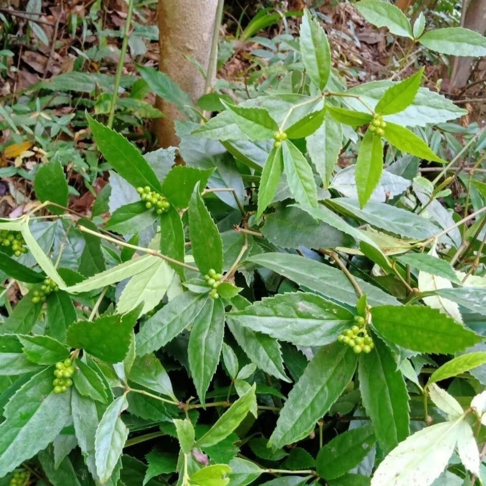 野生現挖草珊瑚苗接骨蓮金粟蘭腫節風九節茶滿山香全株入藥 3棵【圖片