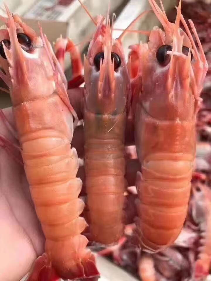 海鳌虾深海小龙虾新鲜铁甲虾速冻日料刺身海捕鳌虾批发净重二斤一斤16