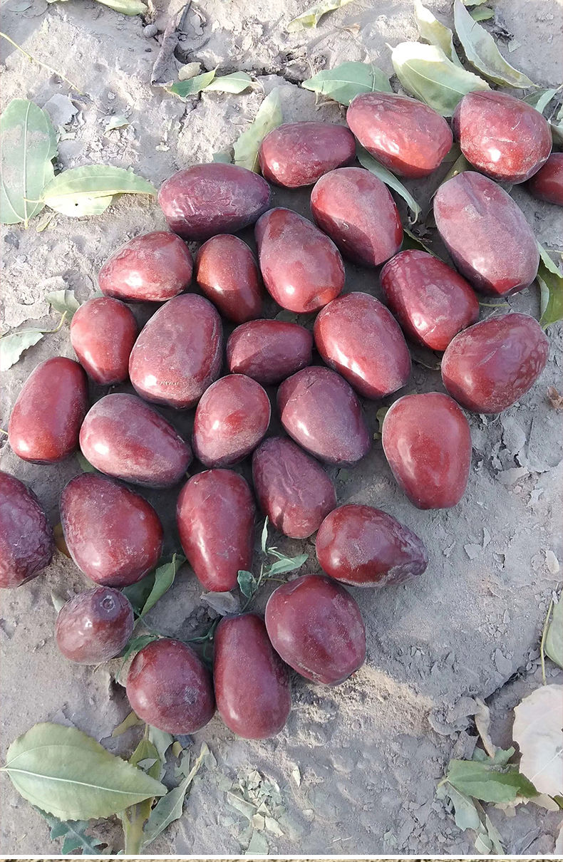 新疆和田大枣吊杆红枣骏枣灰枣天然土枣未清洗未加工大枣零食甄选未洗