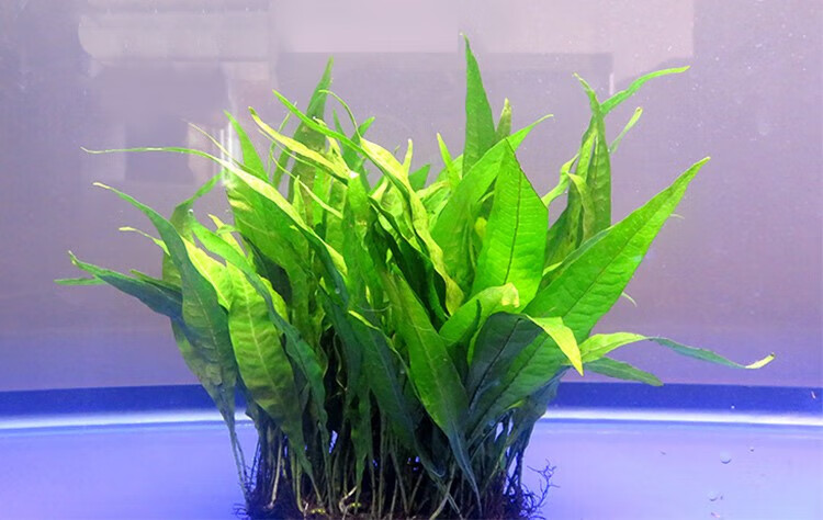 鱼缸中后景水草 青旦 绿九冠皇冠类草缸水族箱造景活体真水草装饰