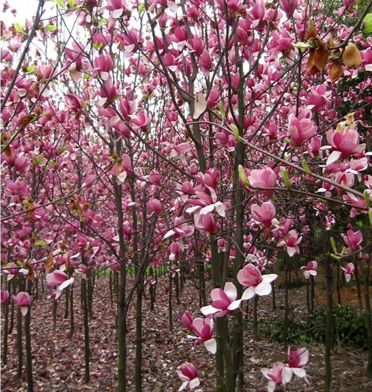 紫玉蘭樹苗 白玉蘭苗 黃玉蘭 玉蘭花苗 紅玉蘭小苗 庭院綠化苗木 8公