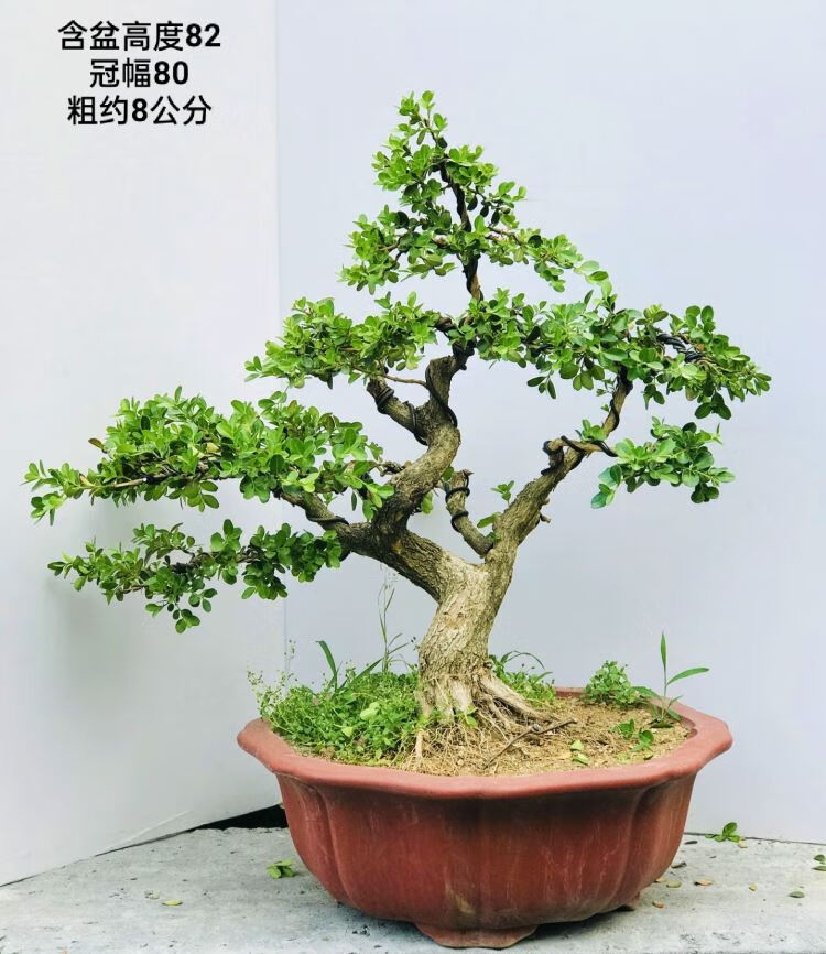 瓜子黄杨盆景 造型黄杨老桩实物 矮霸造型黄杨盆景 四季常青 364 带