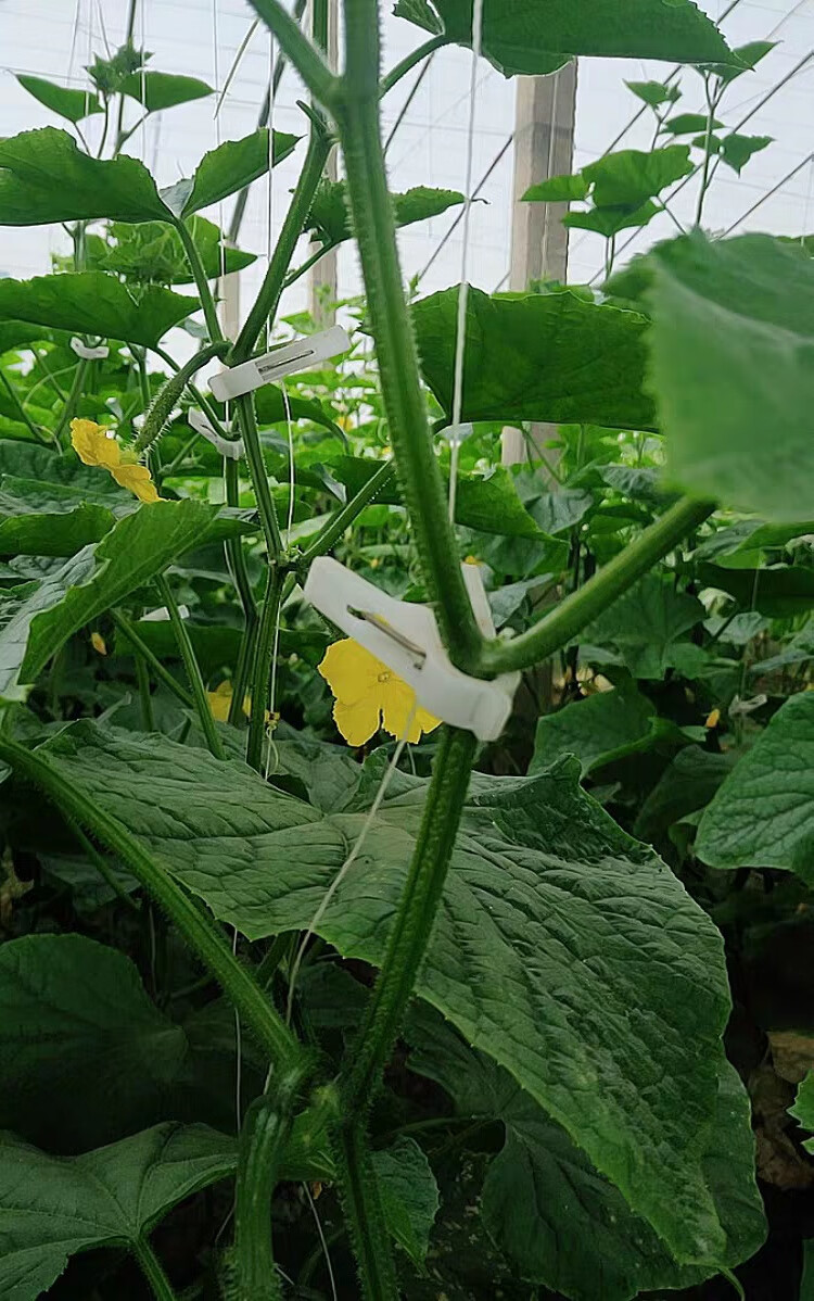 鸣卓 黄瓜夹子吊秧夹落秧吊蔓扶蔓绑蔓夹大棚蔬菜番茄西红柿西葫芦