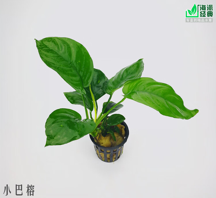 再宠鱼缸造景水草水榕系列大叶榕小榕巴榕迷你榕阴性水草牡丹榕坨草圆