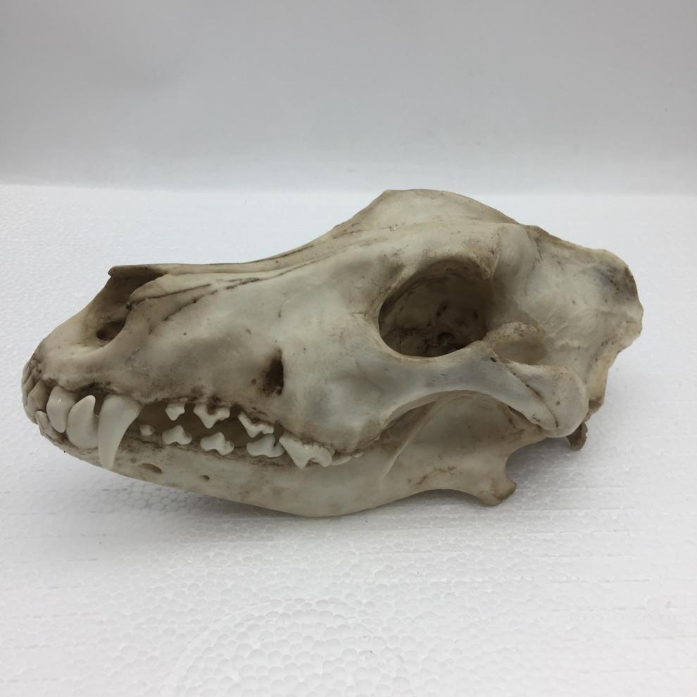 赤槿高档轻奢定制送同事朋友商场同款动物狼头骨模型标本化石绘画教学