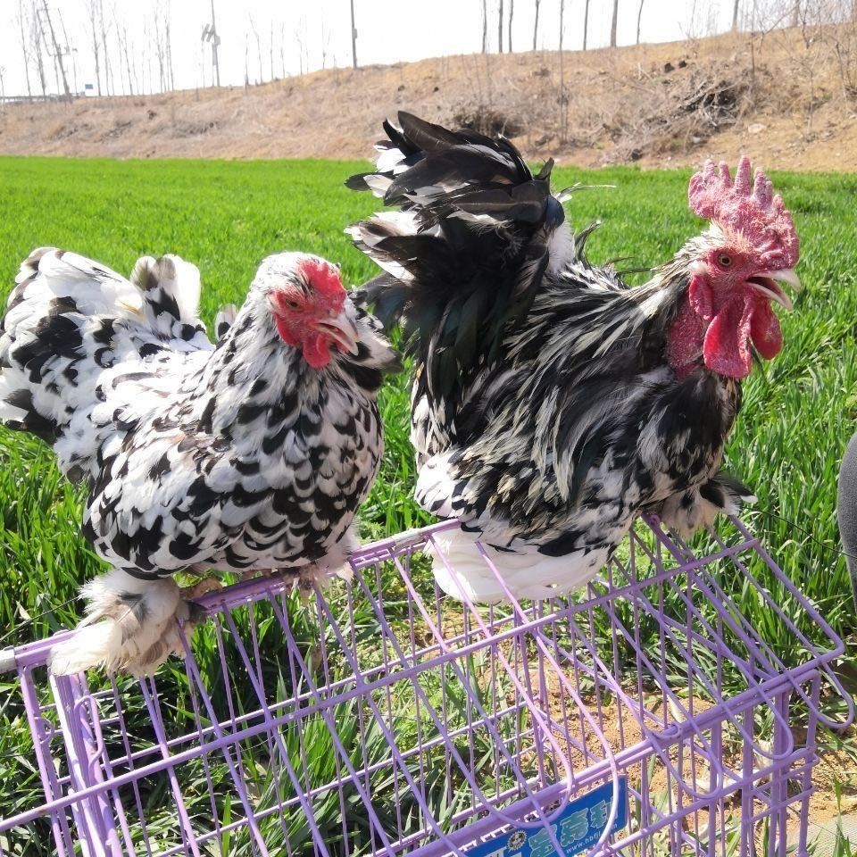 元宝鸡种蛋受精蛋孵化蛋宠物鸡种蛋观赏鸡翻毛鸡矮脚鸡菊花鸡6枚