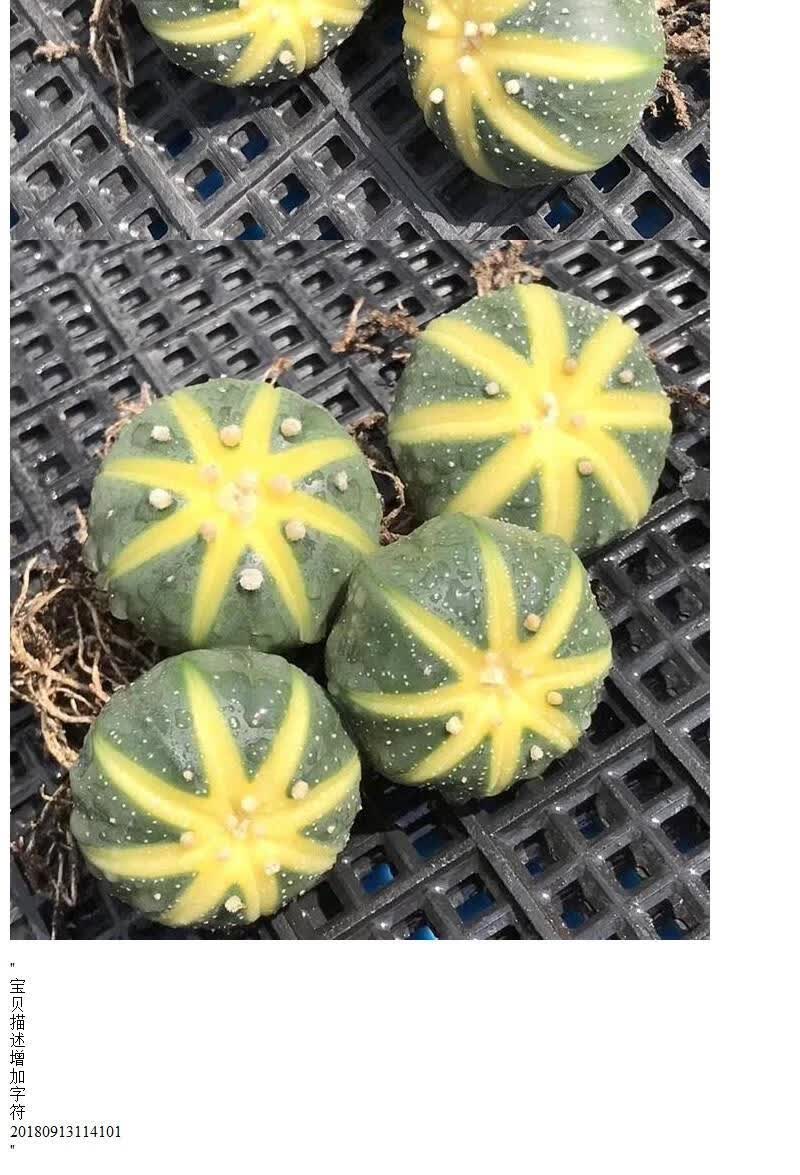 西瓜球星兜金星兜多肉植物盆栽金星满不含盆仙人球室内 拼盘6组合3课