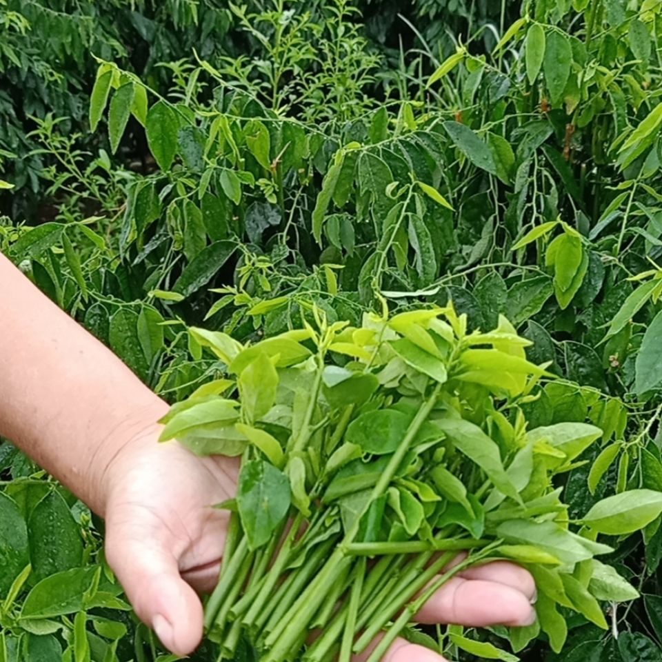 晨臻海南天绿香 树仔菜 新鲜五指山野菜 凉拌菜 海南青菜 2斤家庭聚餐