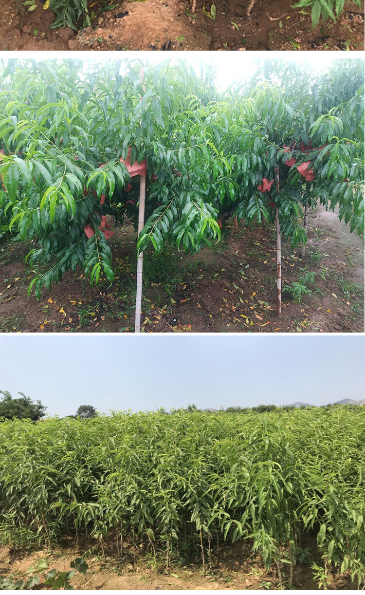 新品种久保嫁接桃树苗南北方种植特大果树苗当年结果2年苗好成活不包