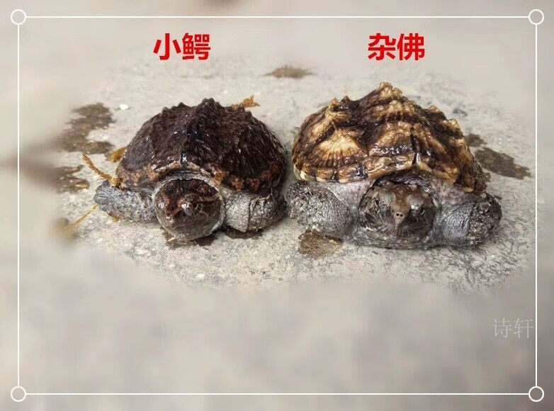 乌龟活体北美小鳄龟活体鳄龟苗杂佛鳄龟大龟苗宠物龟观赏龟水龟56厘米