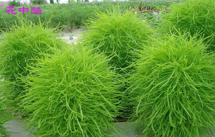 种子 绿叶地肤种子园林景观绿化红叶地肤植物种子草花花海种子公斤