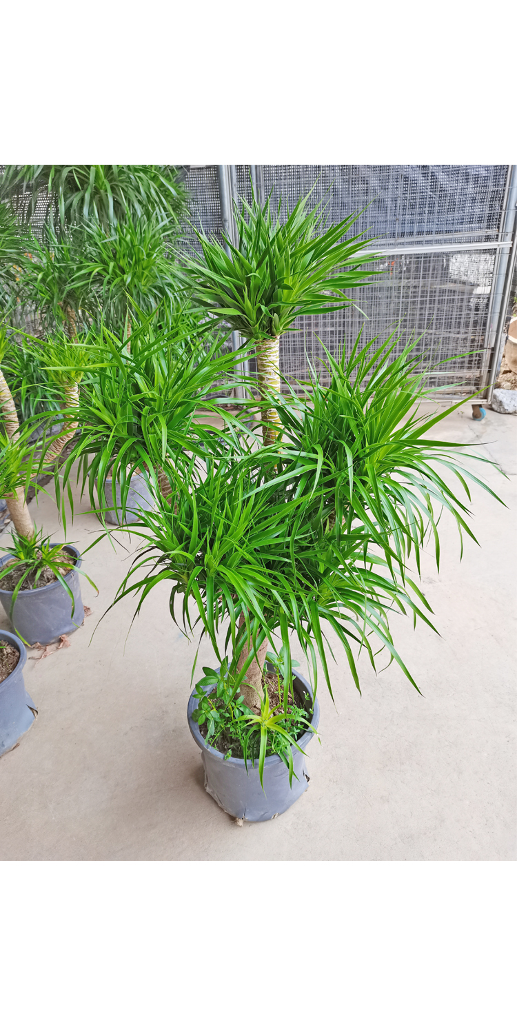多头造型龙血树盆栽客厅大型绿植龙须树植物室内四季常