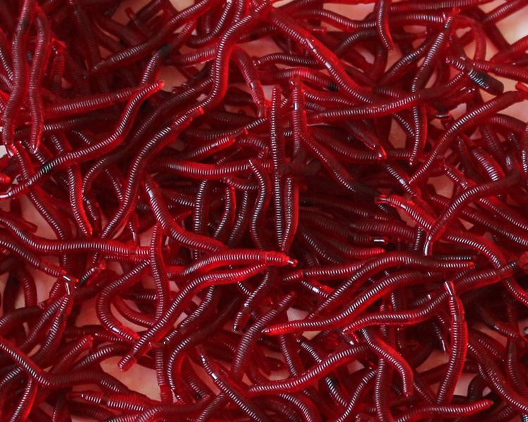 仿生蚯蚓仿真带腥味3.5cm路亚鱼蛆虫软饵台钓路亚软 仿生蚯蚓100条/包