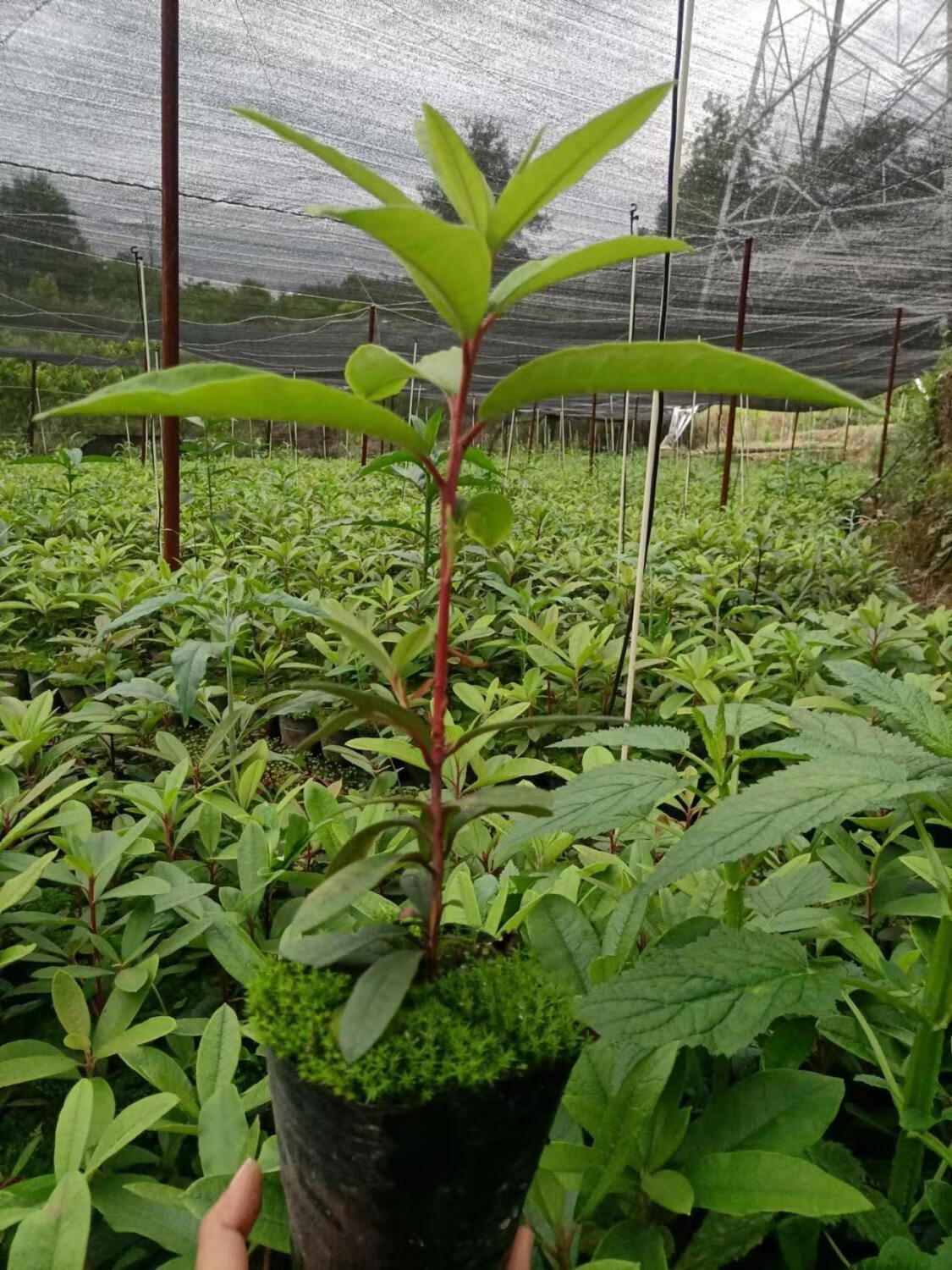 高山杜鹃马缨花苗云南大红花庭院绿植盆景盆栽苗木基地直发 30-40公分