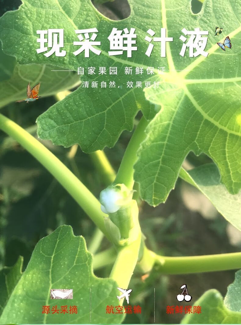 新鲜无花果白汁液原浆乳汁现采点猴子扁平尤刺猴无花果纯白汁5ml1瓶