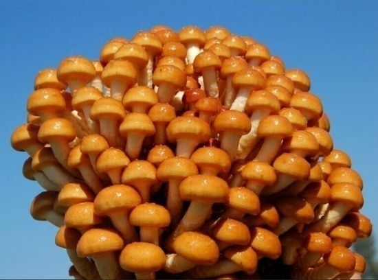 东北特产新鲜滑子蘑滑子菇清炒凉拌煲汤涮火锅新鲜无水滑子蘑1斤