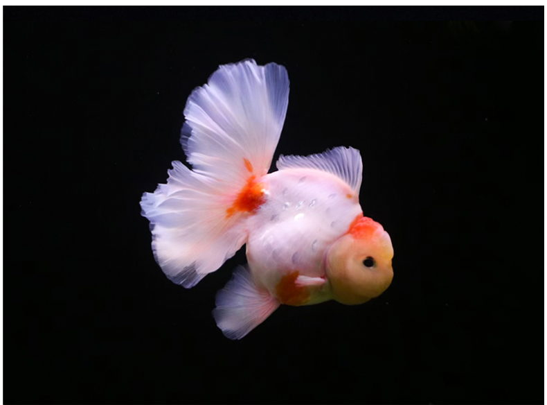 百褶裙精品泰狮1金鱼活体观赏鱼原泰冷水新手活鱼渔场78红黑百褶苗