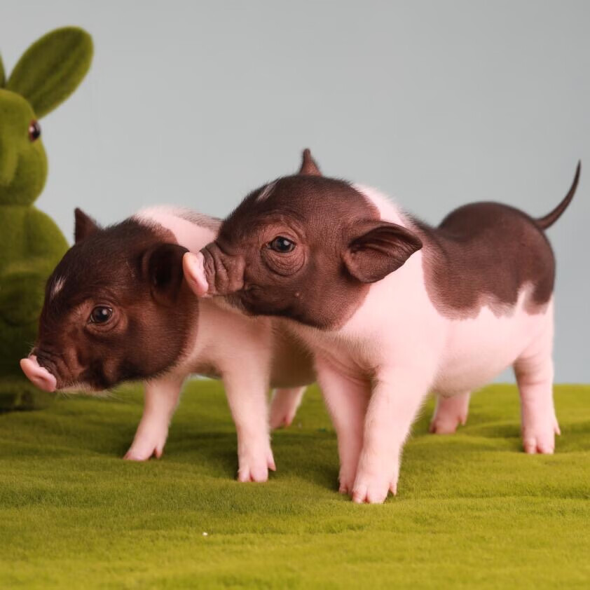 ajaj巴马香猪小猪家养纯种藏香猪活体黑猪幼崽迷你版小香猪崽包活到