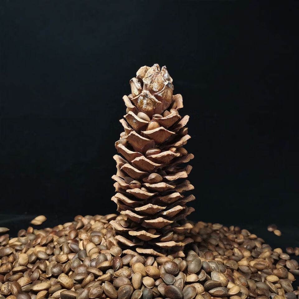 手拨坚果松子手剥零食新货野生松子原味未加工生的甘