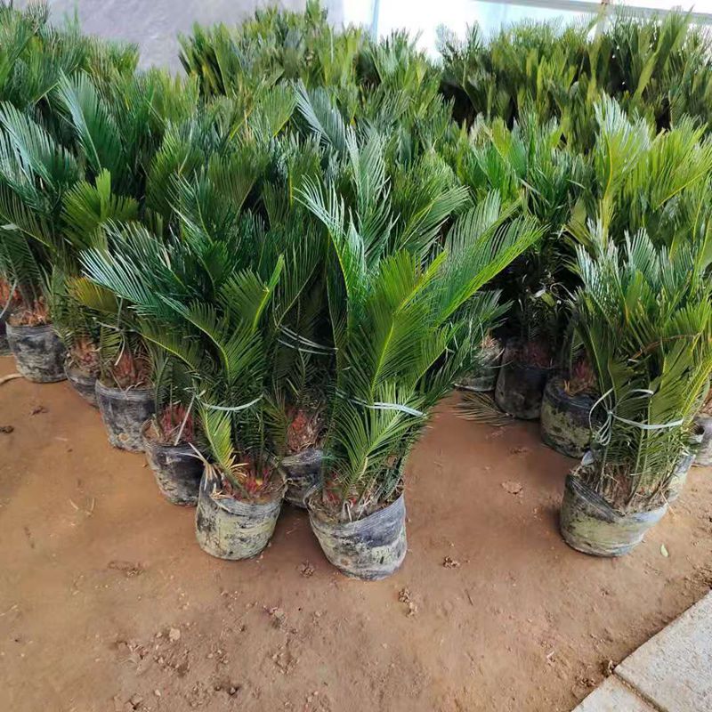 墨西哥铁树苗苏铁小苗四季盆栽室内客厅阳台摆放庭院种植花卉810公分