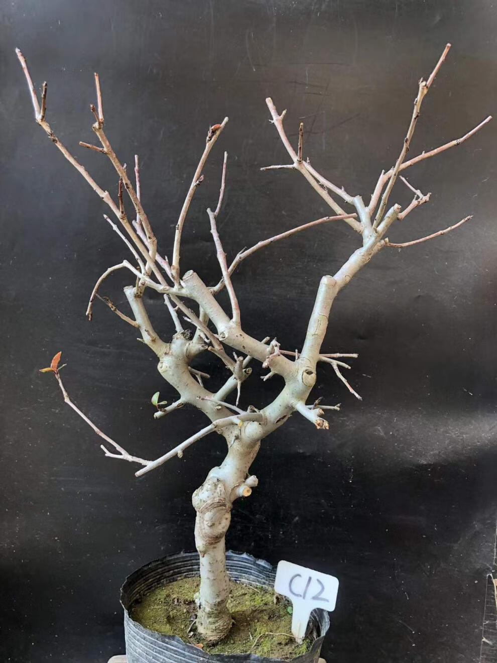 垂丝海棠植物室内好养植物老桩花卉树苗盆栽海棠盆景花卉盆栽红色 8年