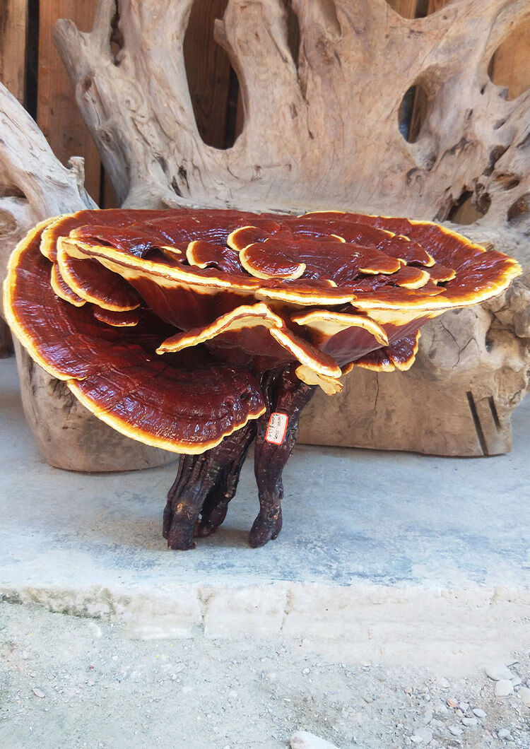 特价赤灵芝半野生灵芝干货大赤芝摆件观赏灵芝花盆景特大整枝灵芝 g
