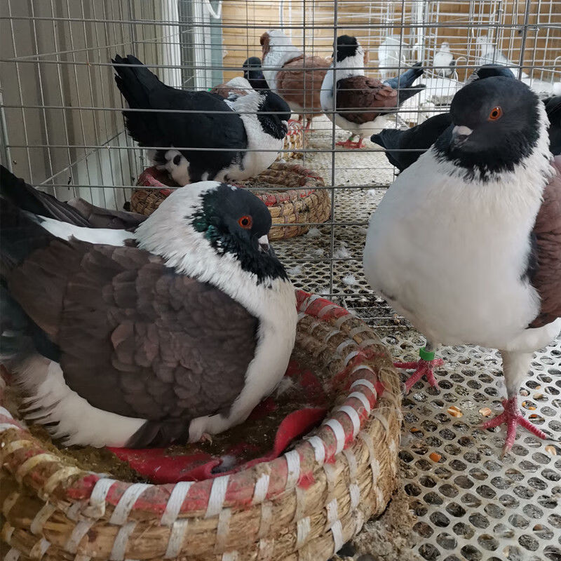 鴿子活物一對觀賞鴿種鴿摩登鳳尾淑女兩頭烏大全精品短嘴批發 一對