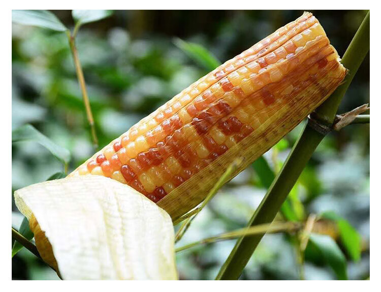 4斤西双版纳傣族香糯小玉米新鲜甜花粘包谷棒即食云南特产杂粮2kg