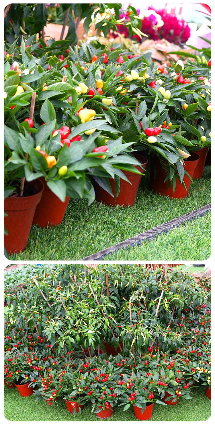 五彩椒泡椒种子七彩多彩辣椒籽食用观赏四季阳台盆栽蔬菜苗孑籽种六彩