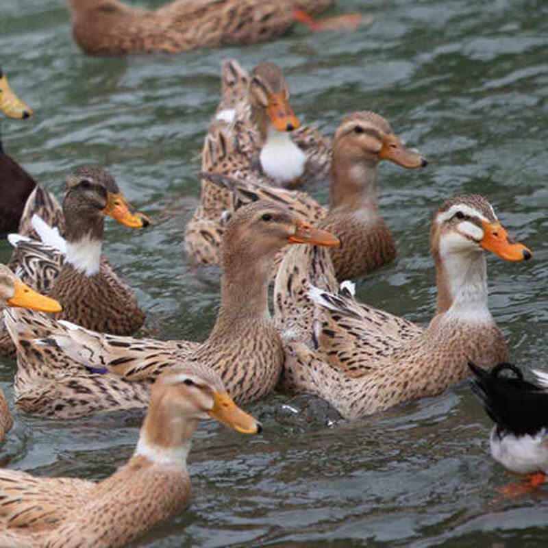 正宗太行山三年老麻鸭水鸭散养土鸭老鸭老鸭汤带舌整鸭现杀三年老麻鸭