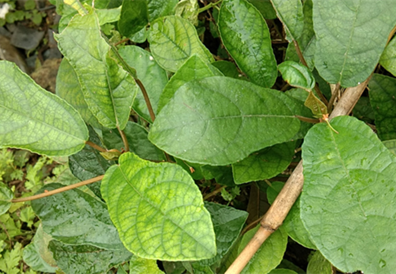 【官方旗舰】贵州 地瓜藤 现晒 野地瓜根地果全草干货500g【图片 价格