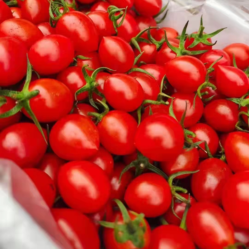 青樱红荔釜山88小番茄西红柿千禧当季现摘圣女果孕妇生吃自然熟食品
