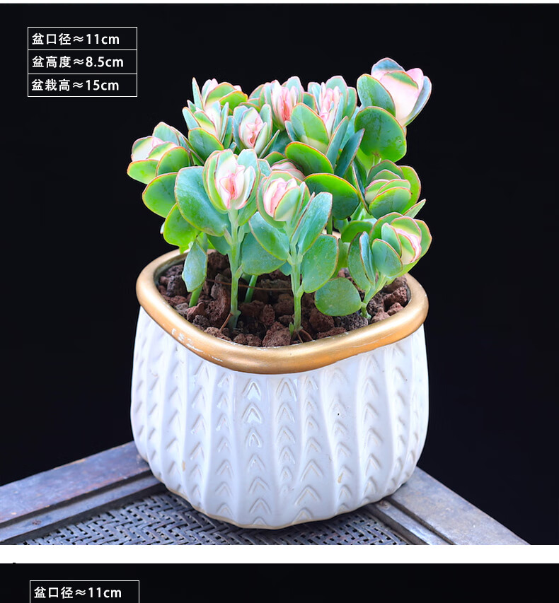 涞思芊【品质保证】贝壳锦多肉植物彩色白姬之舞多肉花卉盆栽成品栽好