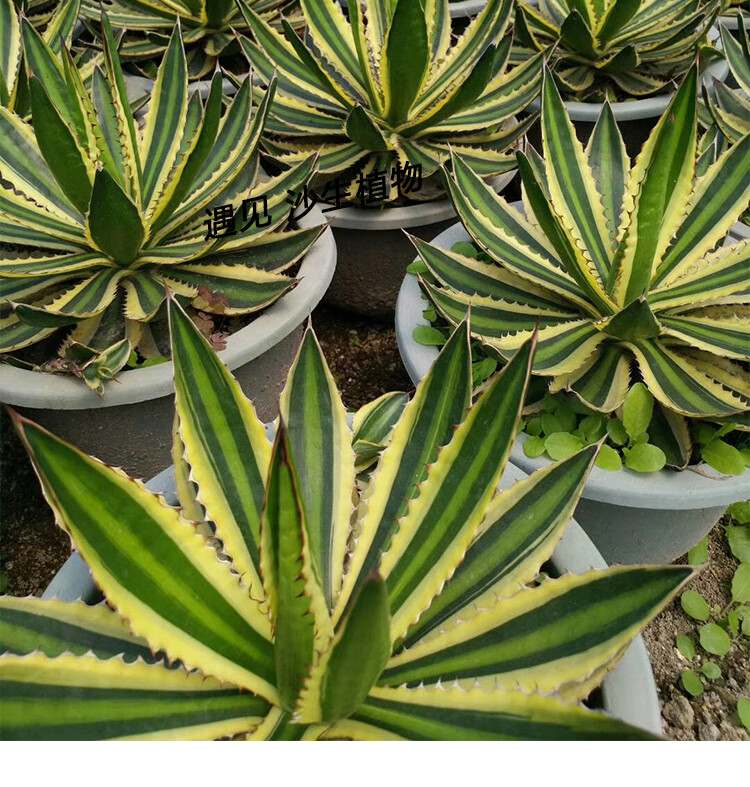 五色万代龙舌兰科原始本多肉植物沙生植物青黛蓝庭院造景植物 35-40cm