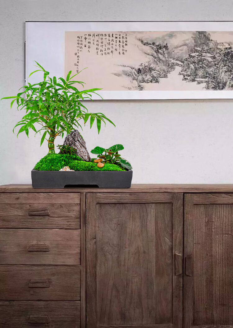 佛肚竹盆栽小竹子植物室内佛竹小型矮化客厅好养观赏竹罗汉竹盆景夜静