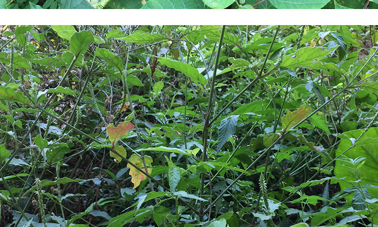 fghgf 倒扣草农家新鲜倒钩草倒刺草土牛膝扭伤土牛夕节骨草 牛夕节骨