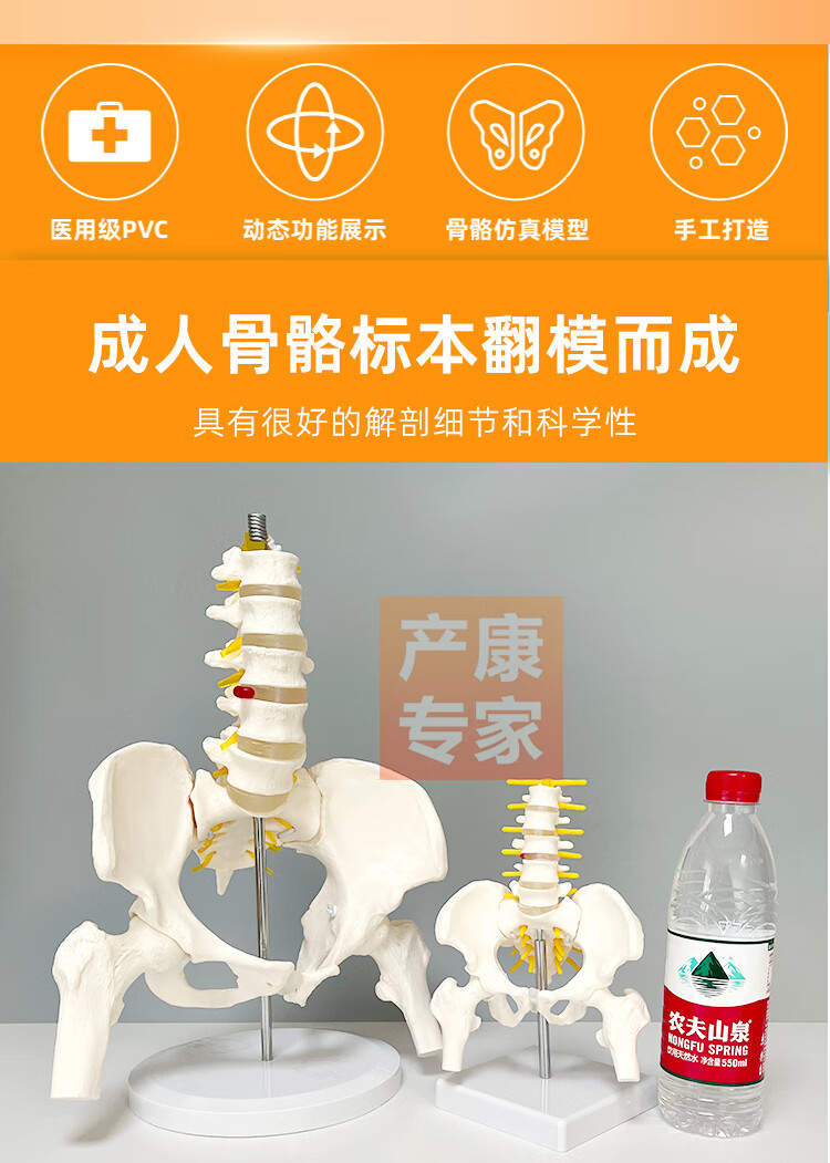 迷你女性人体小骨盆动态模型教学教具骶骨髋骨康复产科带腰椎定制11带