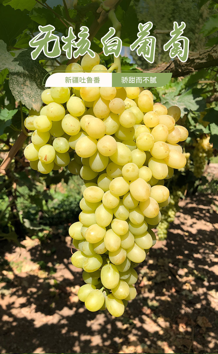 【顺丰】新疆吐鲁番无核白葡萄新鲜水果水晶青提无籽马奶提子 顺丰