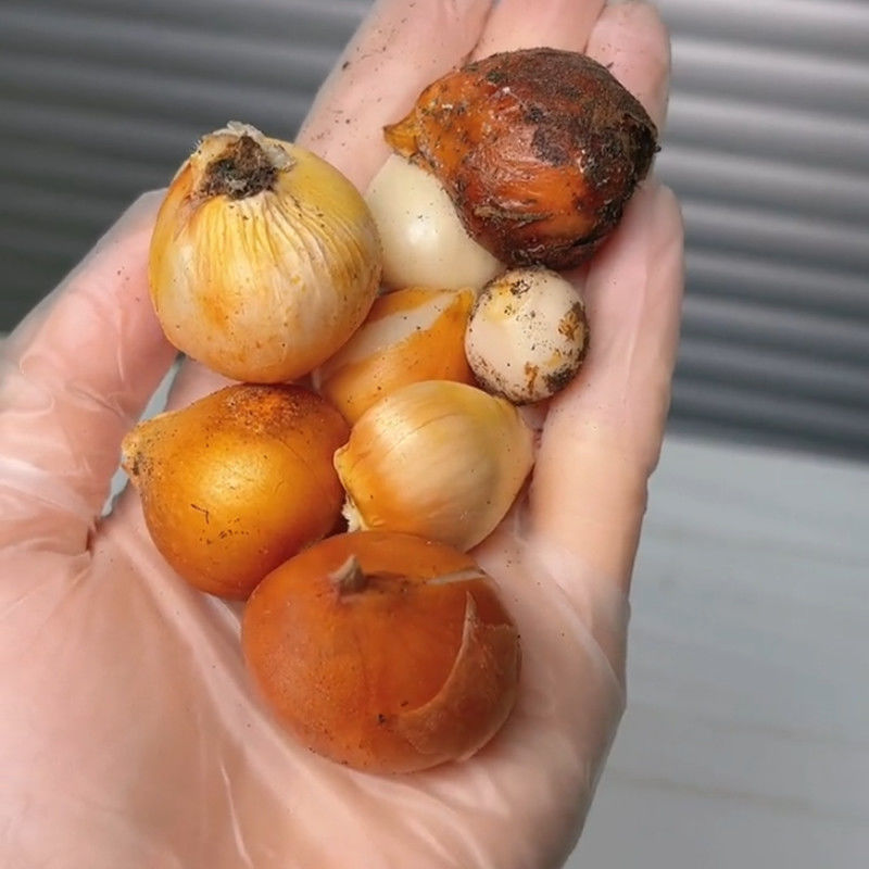 水培郁金香种球土培种子耐寒花卉秋冬开花郁金香盆栽植物花苗水养10个