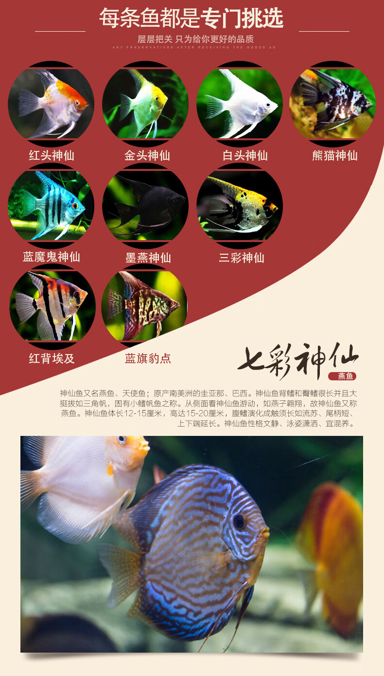七彩神仙鱼品种图鉴图片
