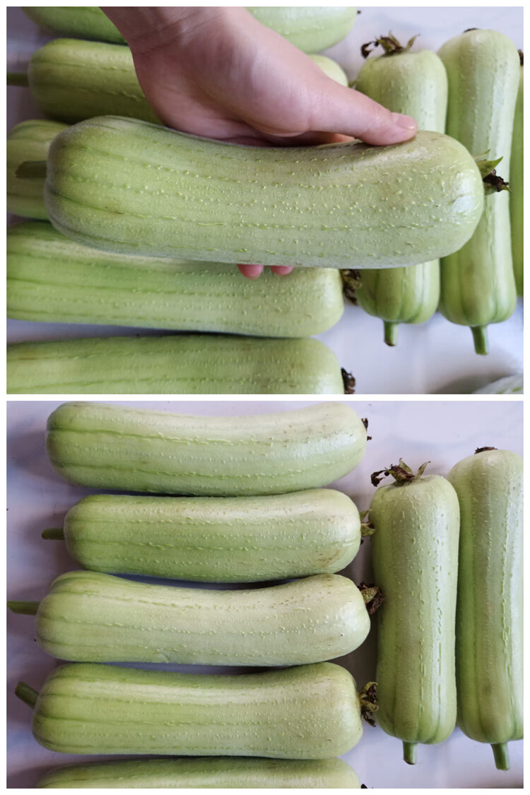 大肉丝瓜种子圆棱特长丝瓜种籽春秋四季阳台盆栽蔬菜种孑苗秧绿肉丝瓜