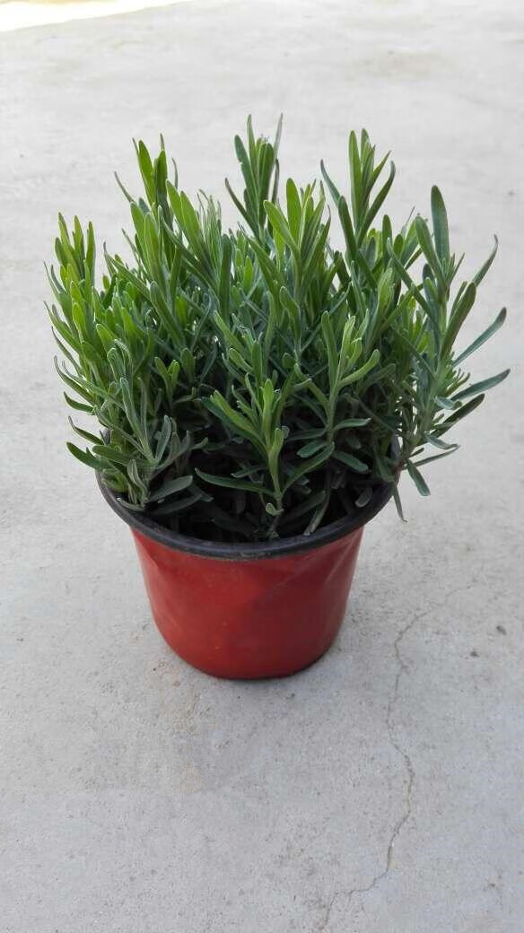 香草植物盆栽 客厅办公桌绿植 迷失香苗 黑色南瓜盆 迷迭香【图片