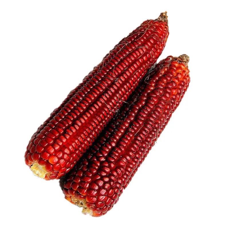 花果山红粘大棒红香糯玉米鲜食水果玉米四季播种蔬菜种红玉米2022新款